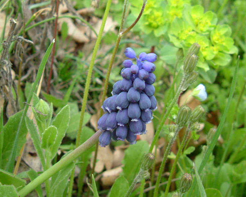 Muscari neglectum